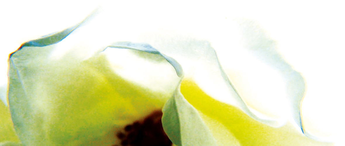 Rose1a Rose1a