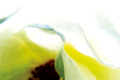 Rose1a.jpg
